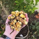 I actually grew tumeric! – Reddit Post