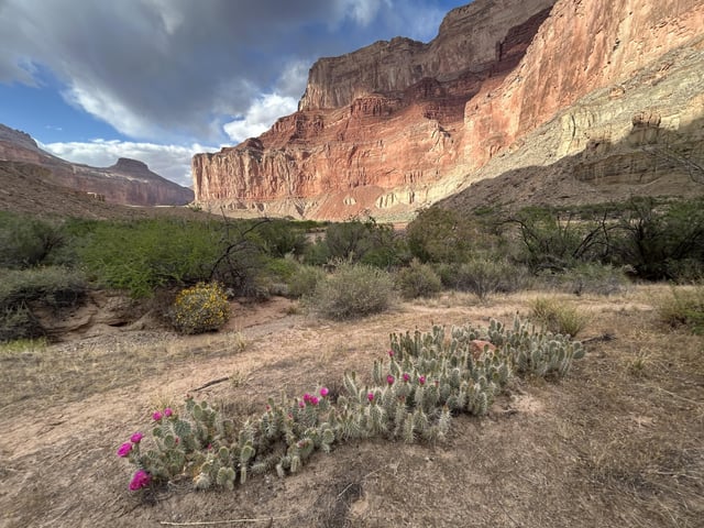 recently rafted a boat down the grand canyon & came across these magical beauties 💕