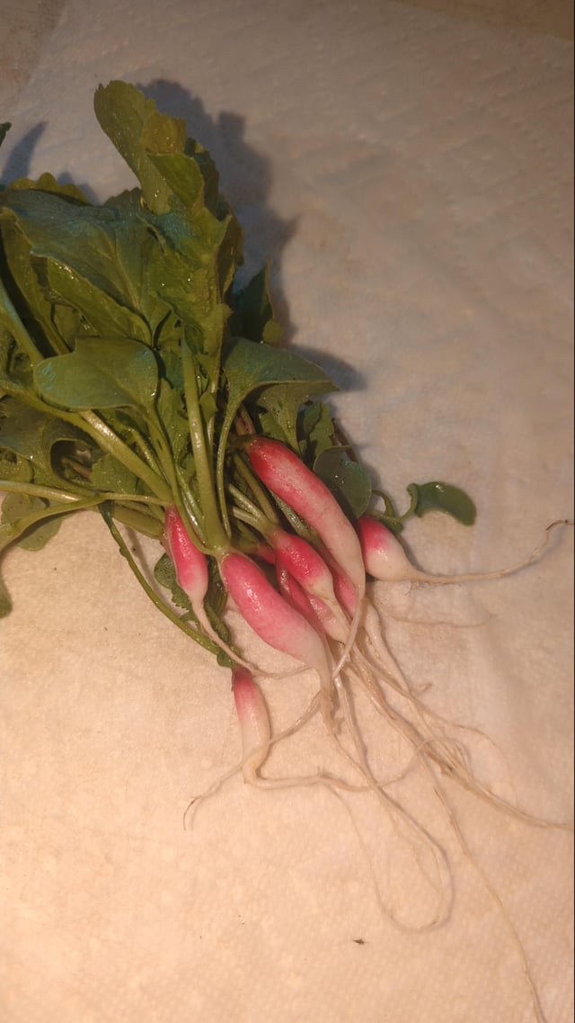 my first garden haul!