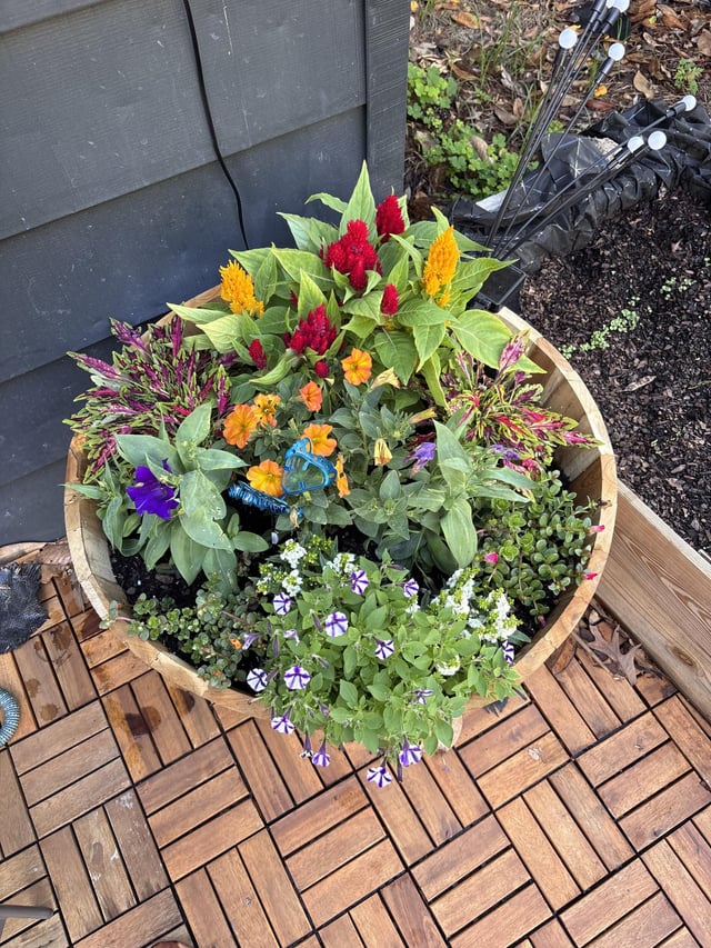 my first go at gardening