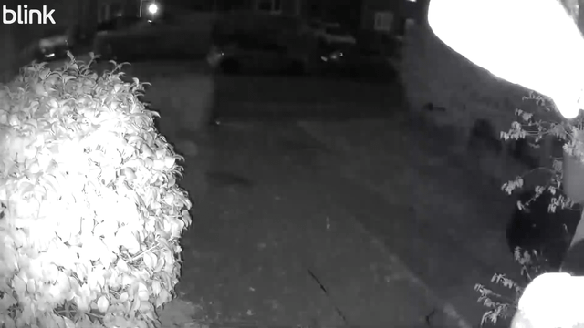 wtf was this badger chasing through my garden?