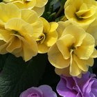 brightness of begoonias