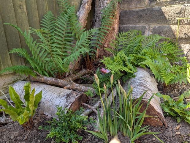 despite the dry my little fern corner is really coming into it's own