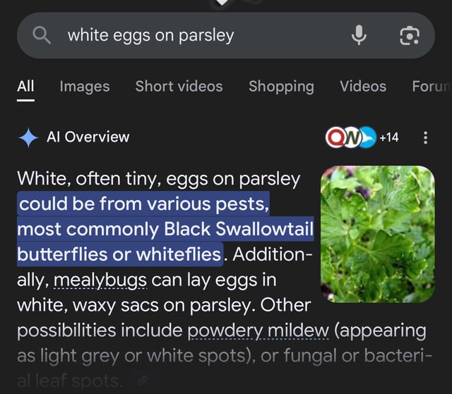 this is why you don’t trust google ai