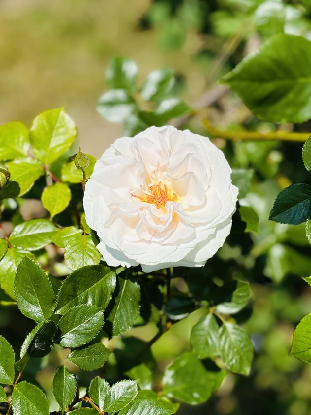 life is rosey when i’m in the garden 😊
