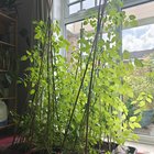 how do i care for these tomato plants?