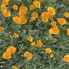 my poppies are the…. buzz… of the town today. i’ll see myself out now. 😁