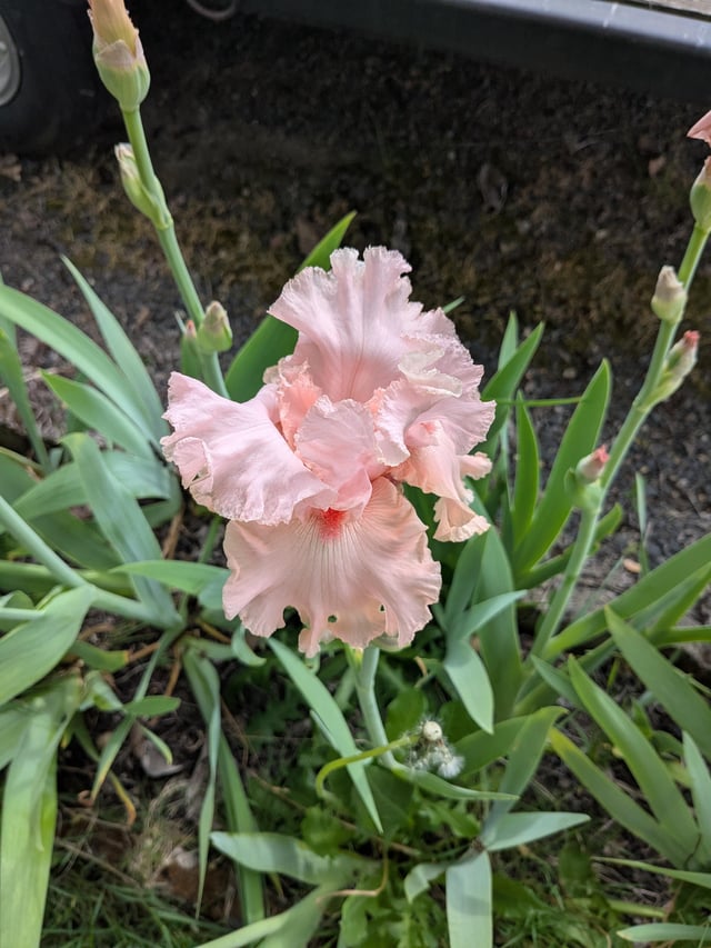 my iris are looking great this year!