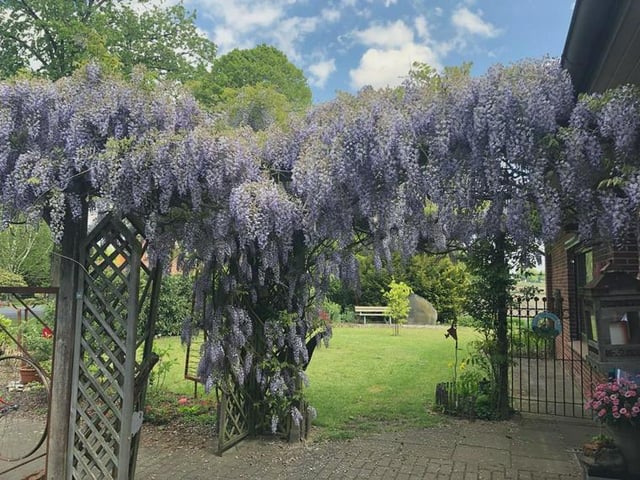 My Mother‘s wisteria is in full bloom again – Reddit Post
