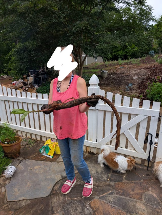 why it’s so hard to kill pokeweed. (georgia)
