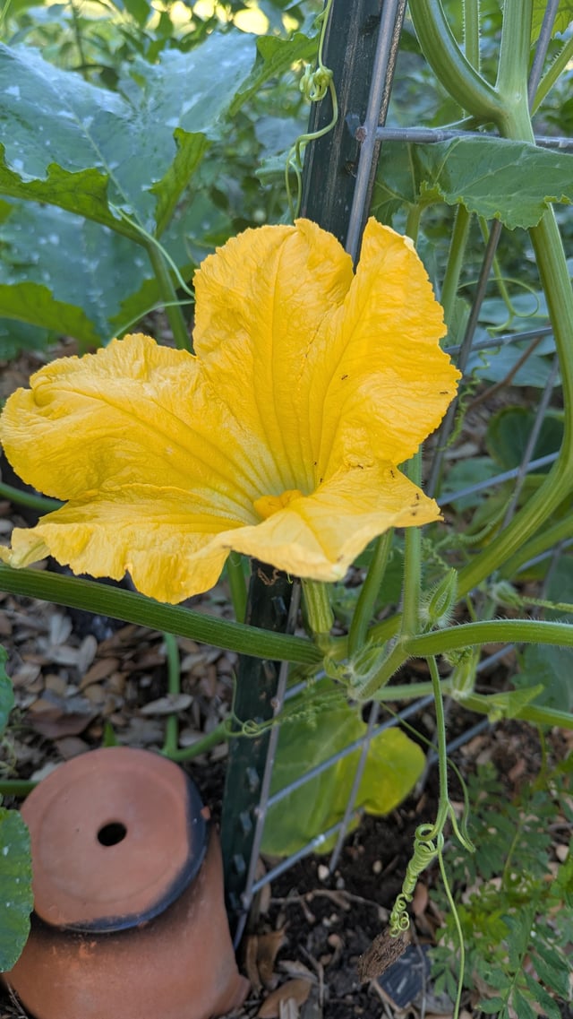 and not a male flower anywhere in the garden
