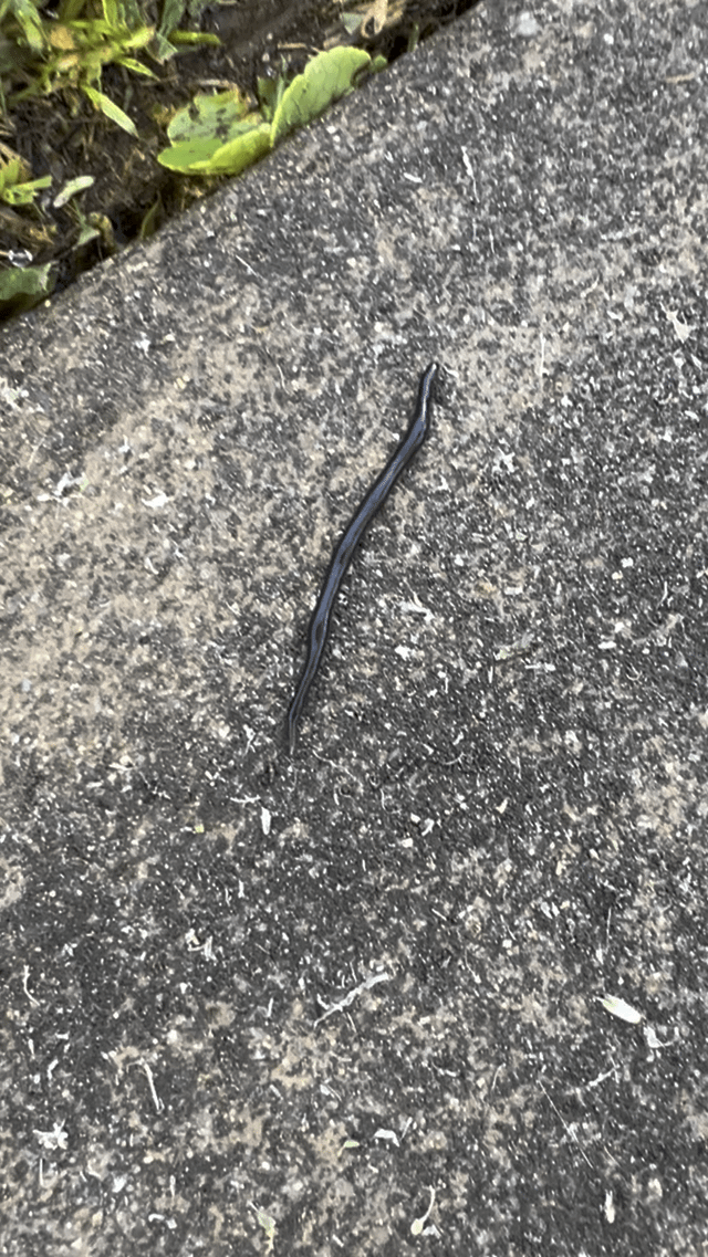 this is not a normal earthworm, what is it?