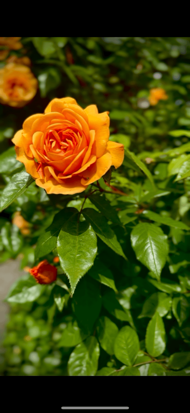 my parents are thrilled everyone is loving their roses. here’s a little tour of the bush