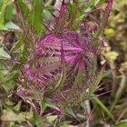Wanted to share this thistle on I found on a property – Reddit Post