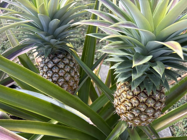 how to tell when a pineapple is ready to pick.