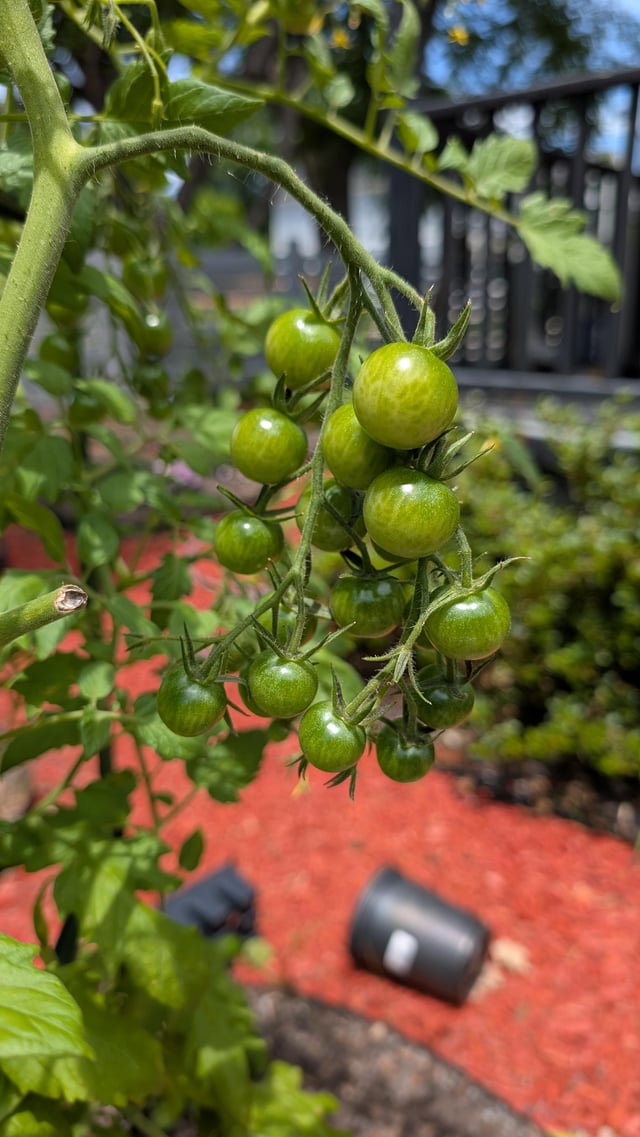 does anyone else get the sensation of looking at precious gemstones every time they see their cherry tomatoes?