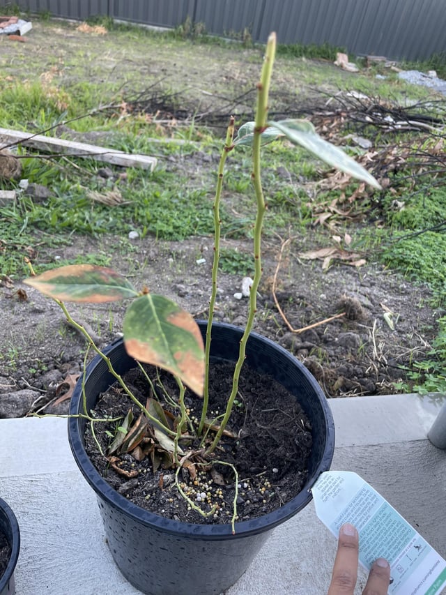 what is happening to my blueberry?