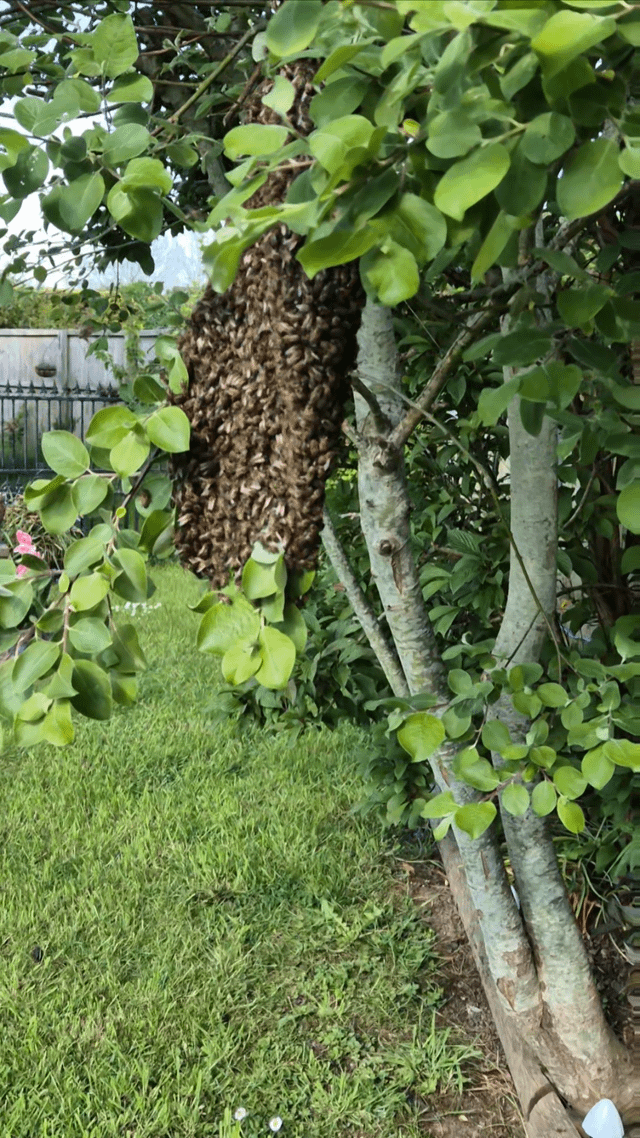 may have made the garden a little too friendly for pollinators in hindsight