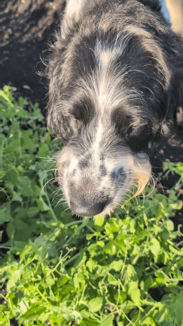 puppers helping me harvest my sugar snaps this morning