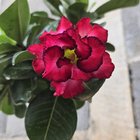 new favourite flowers
