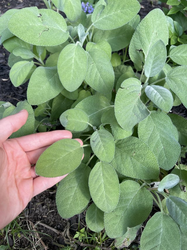 is it sage?