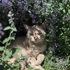 cat mint and catnip