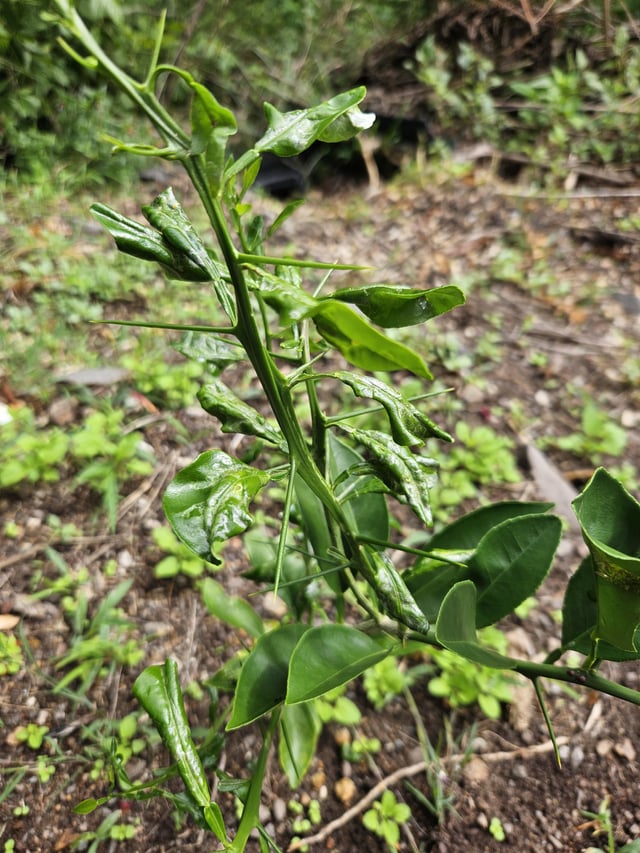 why are the leaves on my orange tree curling?