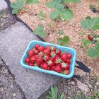 second harvest of strawberries