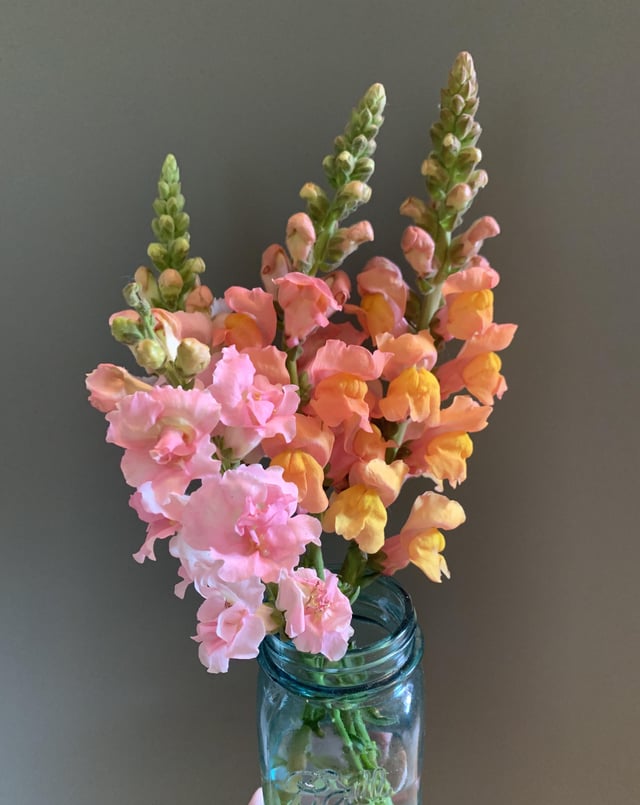 snapdragons are popping in 6a!