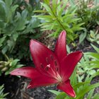 i call these my vampire lilies