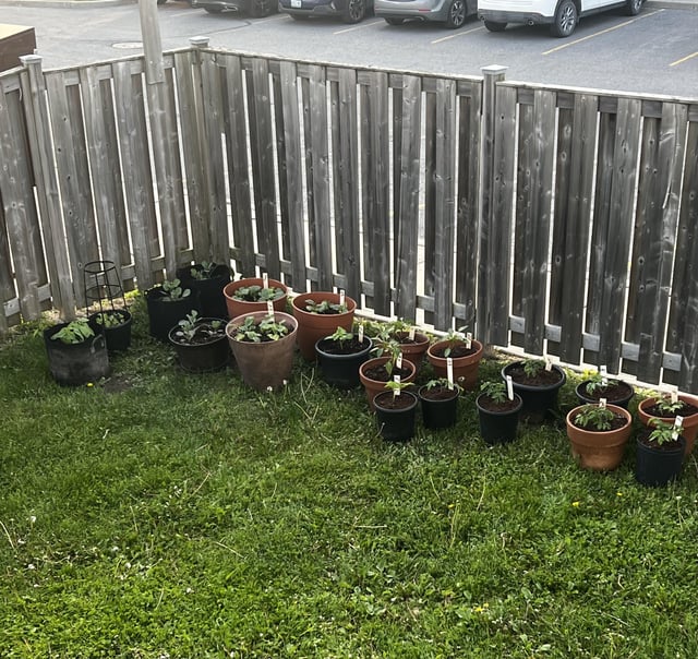 how do you make container gardening not look like a horder house ?