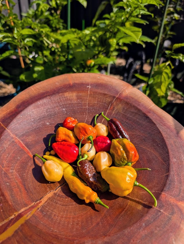 first harvest of winter.