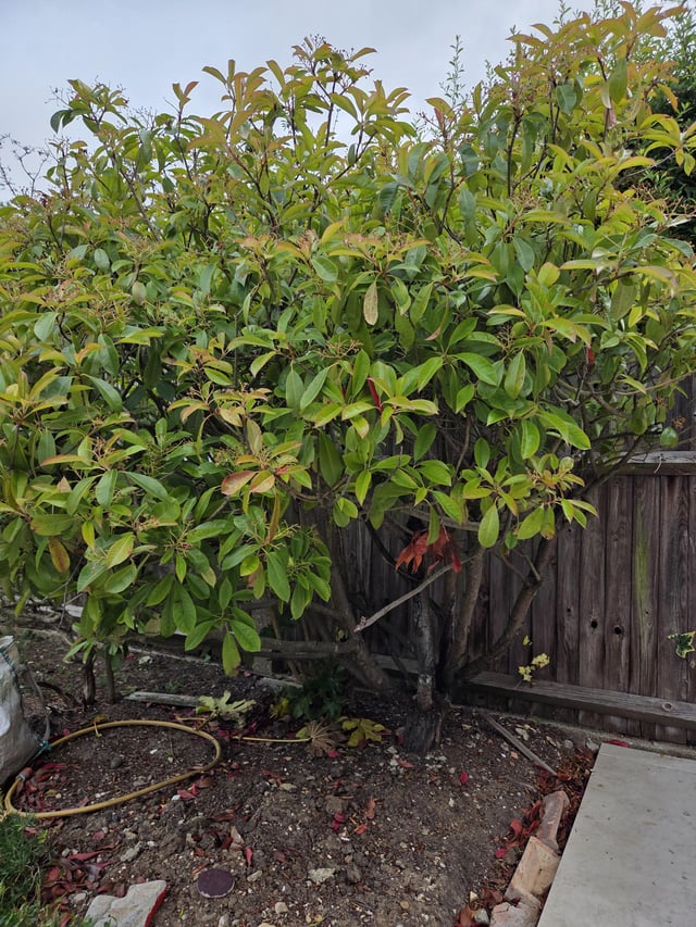 why doesn't my red robin tree grow anymore?