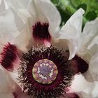 this magnificent oriental poppy